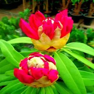 포도밭 만병초(행사3개) 꽃 인테리어 화분 만병초나무