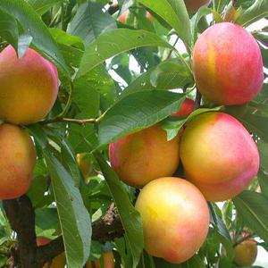 [나무의모든것]자두나무묘목 접목묘(왕자두 수퍼후무사 추희 바이오체리)