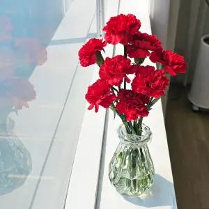 생화 카네이션 8송이(화병포함) 카네이션화분(레드)(핑크) 어버이날 스승의날 선물