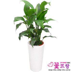 스파트필름 개업선물/공기정화식물/전국꽃배달서비스