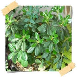 만리향/돈나무/pittosporum tobira /묘목/화분묘/30cm50cm/향기나무/남부수종