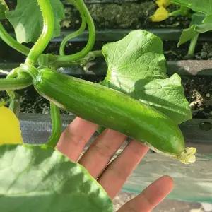 [새벽경매] 아삭아삭 국내산 미니오이/스낵오이