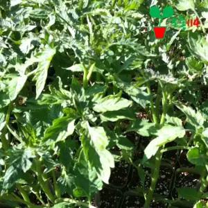 방울토마토 모종 (2개)~ 베란다 텃밭 시장 씨앗 채소