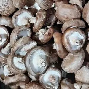 [초가송이버섯]생 표고버섯 산지직송 국내산 무농약재배 가정용1kg