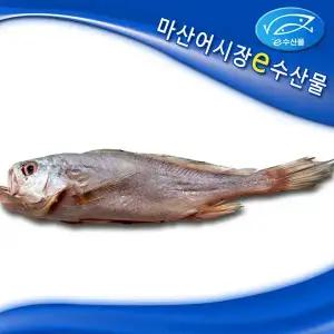 반건조 제수용 침조기 대 34cm 대 제사용 침조기 긴가이석태 황민어 침굴비 마산어시장