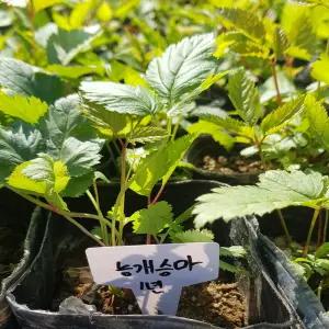 [모종모종]능개승마 모종(눈개승마) 10 Cm컵