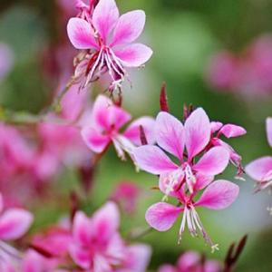 바늘꽃 모종(분홍색)10개세트 노지월동 야생화