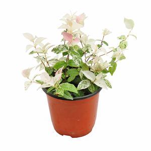 오색마삭줄(소품)