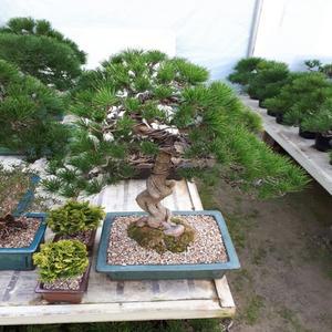 소나무분재 /대형/ 승진 개업 인사이동 취미 분재선물 특별한선물