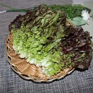 적상추 2kg1박스 자연대로팜웨이