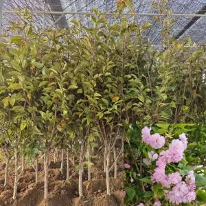 겹벚꽃나무 묘목 (개화주) R3전후 분묘 겹벚나무 관상수 겹꽃 정원수