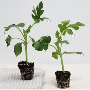 원예용 수박 과일 모종 10주