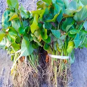 갤러리아 [착한식탁]잘자란 해남 꿀고구마 모종 5kg (오전8시 이전 결제건 당