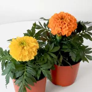 메리골드 잉카 꽃 모종 금잔화 키우기 쉬운 식물