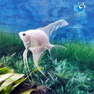 플래티넘 화이트 엔젤 3마리