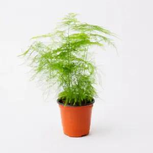 갑조네 아스파라거스