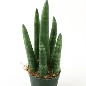 갑조네 스투키(굵은무늬형)