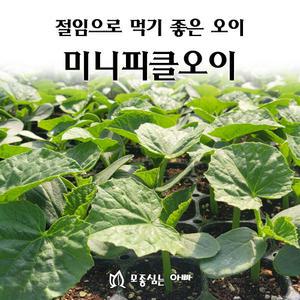 [모종심는아빠] 절임용으로 먹기 좋은 미니피클오이 모종3개