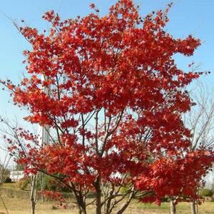 홍단풍나무 묘목(얼치기) 실생1년 뿌리5개