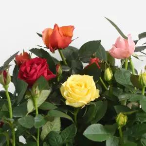 미니 장미 소형 야생화 꽃모종 로즈 장미꽃 인테리어 식물