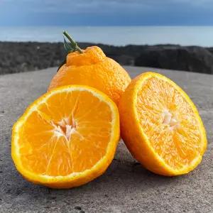 제주도 고당도 한라봉 제철 가정용 3kg 5kg