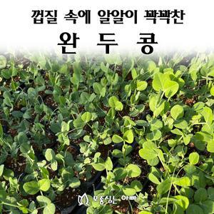 [모종심는아빠] 껍질속에 알알이 꽉들어 찬 완두콩 모종3개