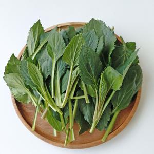 생 부지깽이나물 2kg 생나물 봄나물 부지갱이 울릉도취나물