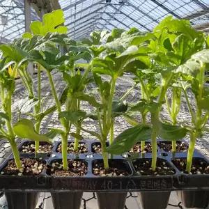 원예용 망고수박 과일 모종 40주