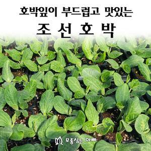 [모종심는아빠] 호박잎이 부드럽고 맛있는 조선호박 모종3개