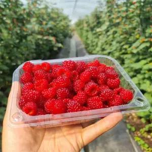 신선한 산딸기 생과 1kg (250gx4팩)