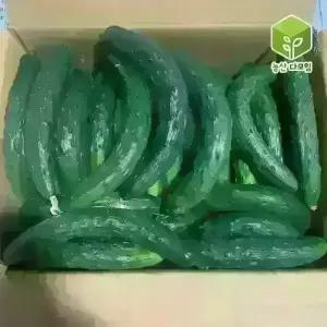 국내산 못난이오이 취청오이 보통 10kg