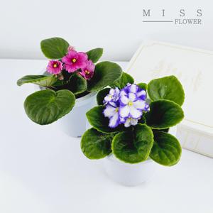 꽃집아가씨 [2개구성]아프리칸 바이올렛 색상랜덤발송