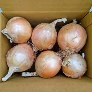 잘 말려 단단한 무안 햇양파 5kg 소 2025년