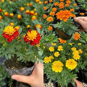 골드씨드 야생화 꽃모종 메리골드 전워주택조경 실외조경 화단꾸미기 카페꾸미기
