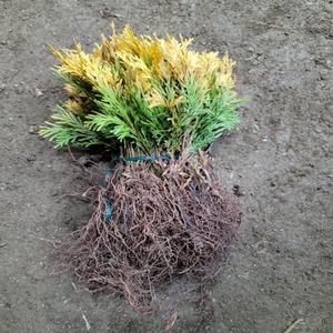 에메랄드골드 / 삽목2년 / 1등묘