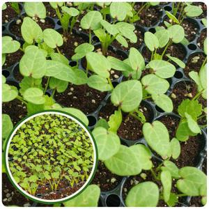 아욱모종10개 치마아욱 쌈채소 채소모종 다수확 재래종