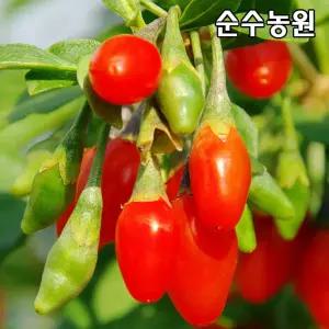 슈퍼왕구기자나무 묘목 삽목5년 뿌리묘 1개/특용수/약용수