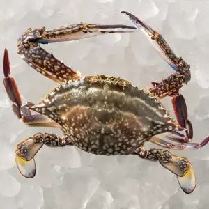 [대한민국농수산] 2026 제철 활 암꽃게 1/2kg