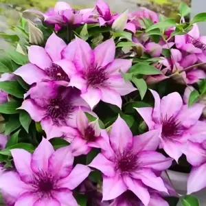 클레마티스 엘로디 연분홍 홑꽃 리블루밍 포트 묘목 노지월동 정원조경식물 꽃나무 모종 (목하원예조경)