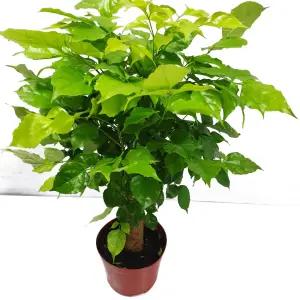 트리앤  녹보수(중) 대박나무 미세먼지제거식물 공기정화식