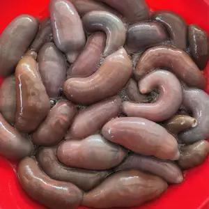 국내산 횟감용 명지 개불 10미(소)