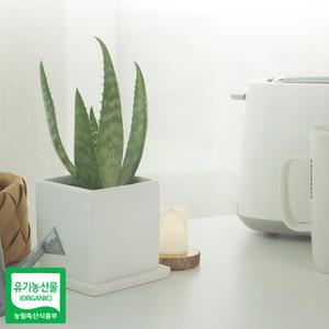 유기농 생알로에 사포나리아 모종 식용 미세먼지 공기정화