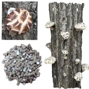 각종종균 (표고, 느타리, 참송이,상황) 올해가을 수확 송화버섯종균607구