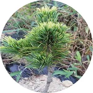 황피오엽송/황금오엽송/Pinus parviflora Siebold & Zucc./접목/포트분묘/정원수/조경수/기념식수/분재소재