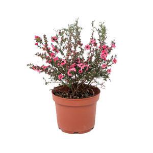 호주매화 화분 마누카 호주매 꽃 야생화 모종 키우기