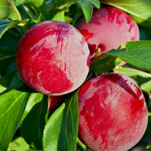 자두나무 묘목 / 왕자두 프랑스 품종 / 신맛이 적고 알이 크다