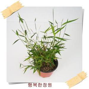 사사 샤샤 무늬샤샤 Plioblastus pygmaed 미니대나무 야생화 포트화분 조경피복 대량주문내고