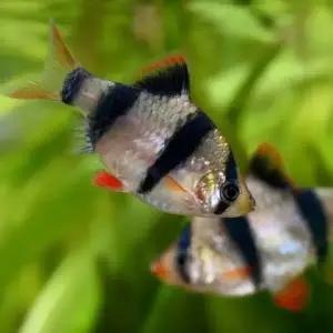 *오픈기념* 수마트라 30마리 줄무늬가 예쁜 열대어 물고기 작은 어항에도 좋아요