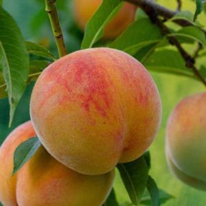 복숭아나무 묘목 큰열매 / 극대과종 황도 마도카 / 무대재배가능