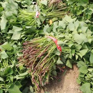 알담 해남 꿀 고구마 모종 20kg 고구마순